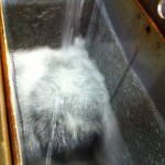 製氷缶に水を入れる